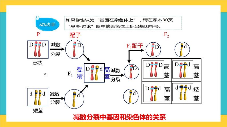 【高考一轮专题复习】高考生物专题复习——第22讲《基因在染色体上的假说与证据》复习课件（全国通用）第7页