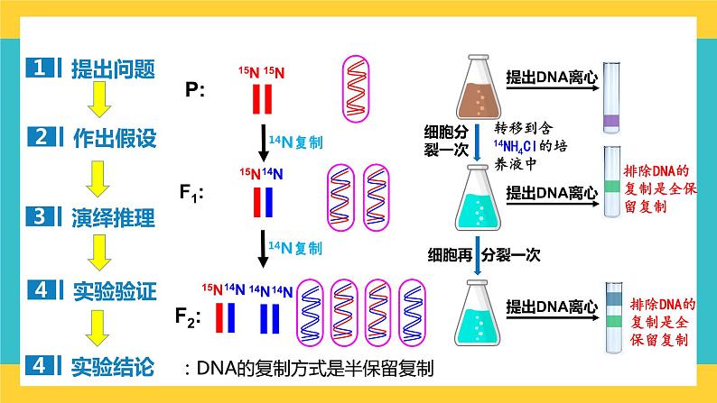 【高考一轮专题复习】高考生物专题复习——第27讲《DNA的复制》复习课件（全国通用）08