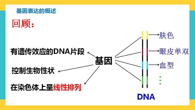 【高考一轮专题复习】高考生物专题复习——第28讲《基因的表达》复习课件（全国通用）03