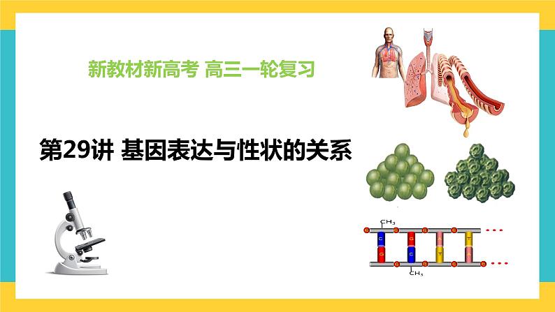 【高考一轮专题复习】高考生物专题复习——第29讲《基因表达与性状的关系》复习课件（全国通用）01