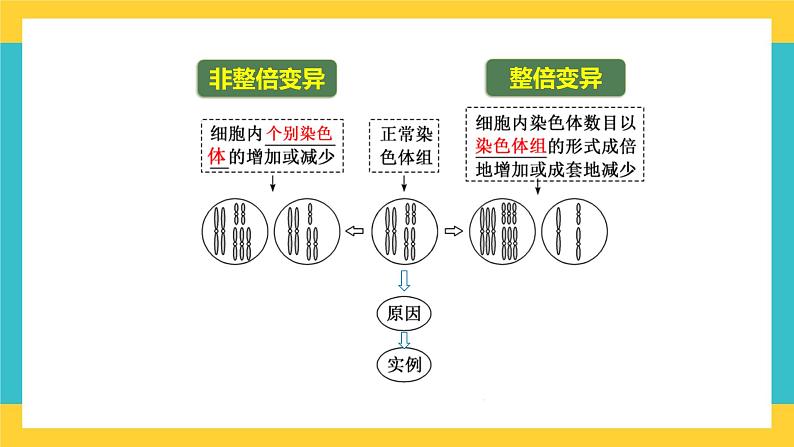 【高考一轮专题复习】高考生物专题复习——第31讲《染色体变异》复习课件（全国通用）06