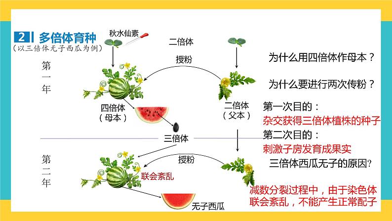 【高考一轮专题复习】高考生物专题复习——第32讲《生物变异在育种上的应用》复习课件（全国通用）第8页