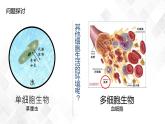 1.1 细胞生活的环境（包含两课时）-高中生物 课件+练习（人教版2019 选择性必修1）