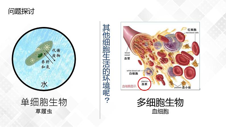 1.1 细胞生活的环境（包含两课时）-高中生物 课件+练习（人教版2019 选择性必修1）05