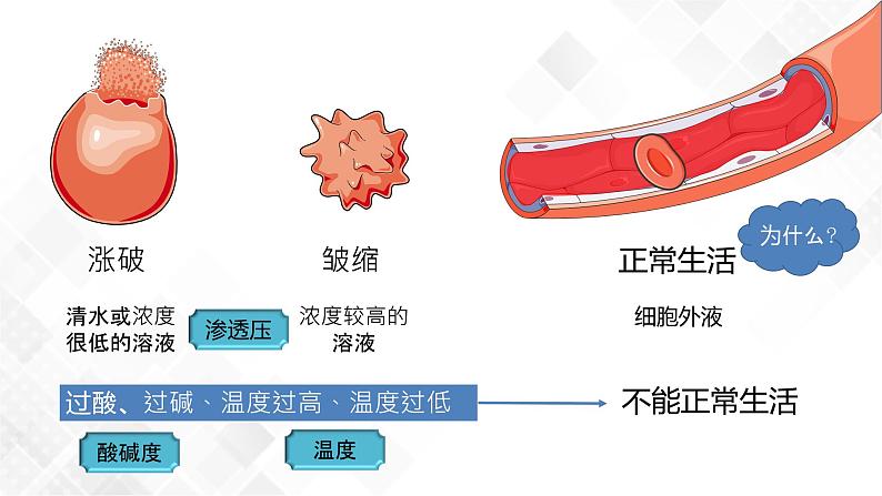 1.1 细胞生活的环境（包含两课时）-高中生物 课件+练习（人教版2019 选择性必修1）02