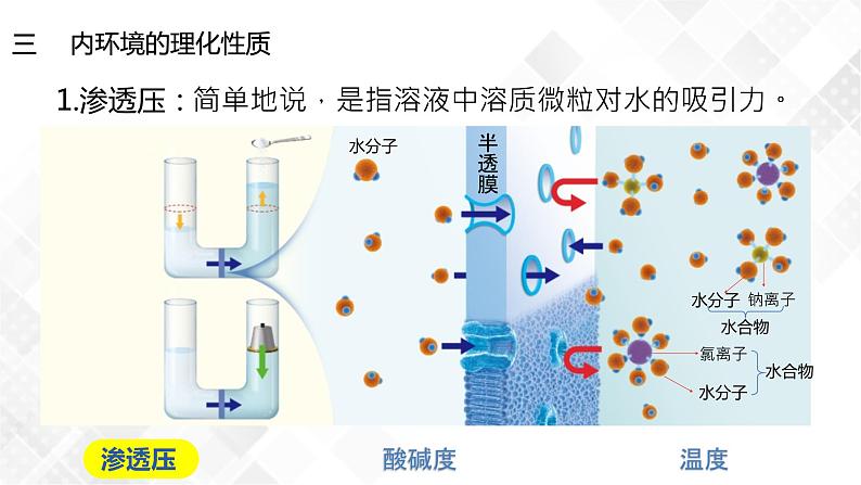 1.1 细胞生活的环境（包含两课时）-高中生物 课件+练习（人教版2019 选择性必修1）04