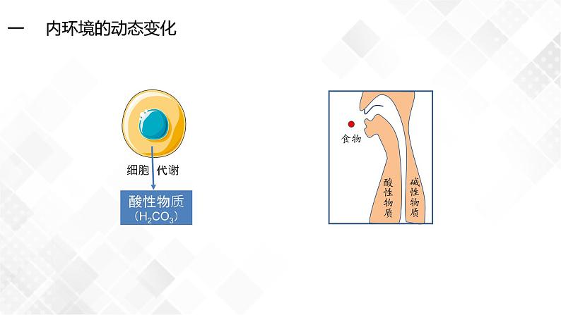 1.2 内环境的稳态-高中生物 课件+练习（人教版2019 选择性必修1）06