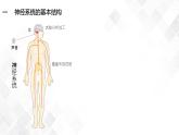 2.1 神經(jīng)調(diào)節(jié)的結(jié)構(gòu)基礎(chǔ)-高中生物 課件+練習(xí)（人教版2019 選擇性必修1）