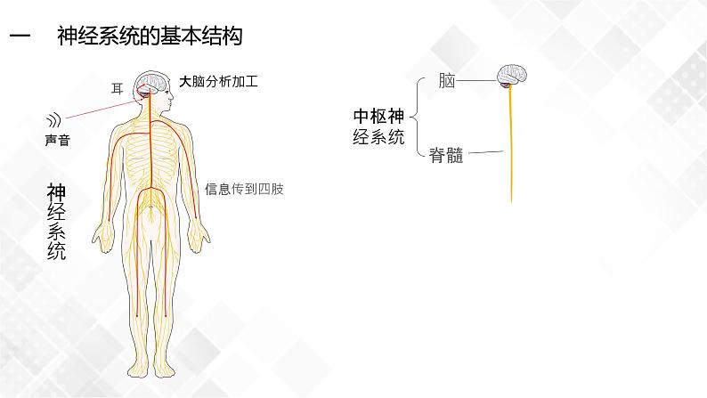 2.1 神经调节的结构基础-高中生物 课件+练习（人教版2019 选择性必修1）03