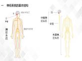 2.1 神經(jīng)調(diào)節(jié)的結(jié)構(gòu)基礎(chǔ)-高中生物 課件+練習(xí)（人教版2019 選擇性必修1）