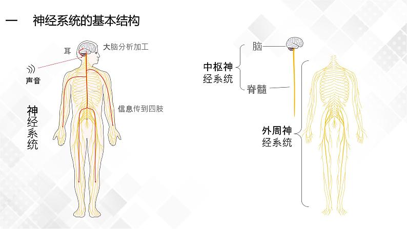 2.1 神经调节的结构基础-高中生物 课件+练习（人教版2019 选择性必修1）04