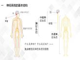 2.1 神經(jīng)調(diào)節(jié)的結(jié)構(gòu)基礎(chǔ)-高中生物 課件+練習(xí)（人教版2019 選擇性必修1）