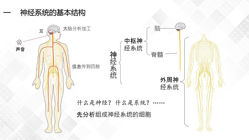 2.1 神经调节的结构基础-高中生物 课件+练习（人教版2019 选择性必修1）05