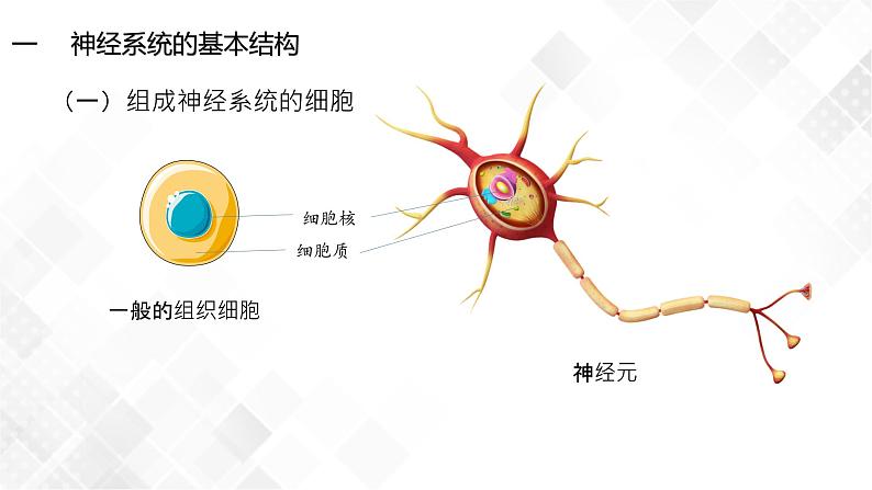 2.1 神经调节的结构基础-高中生物 课件+练习（人教版2019 选择性必修1）06