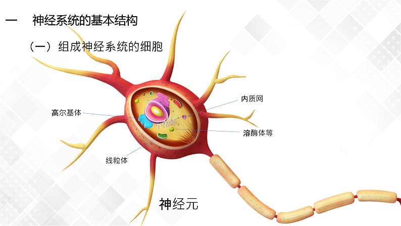 2.1 神经调节的结构基础-高中生物 课件+练习（人教版2019 选择性必修1）07