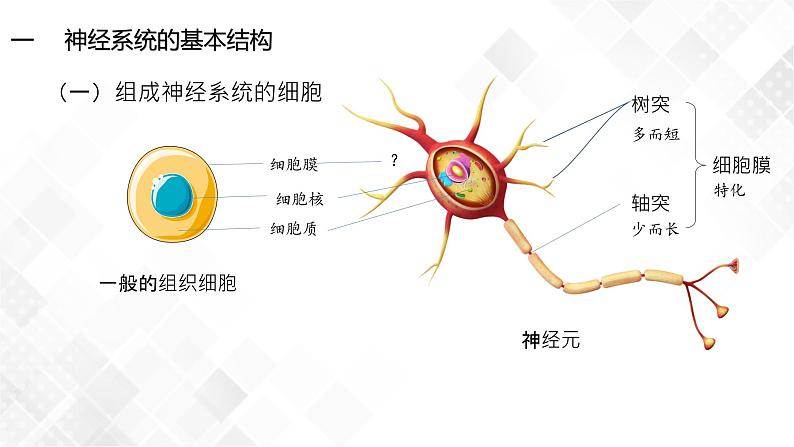 2.1 神经调节的结构基础-高中生物 课件+练习（人教版2019 选择性必修1）08