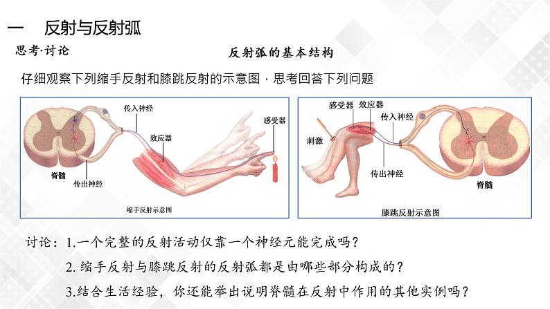 2.2 神经调节的基本方式-高中生物 课件+练习（人教版2019 选择性必修1）08