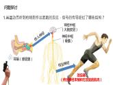 2.3 神经冲动的产生和传导（包含两课时）-高中生物 课件+练习（人教版2019 选择性必修1）