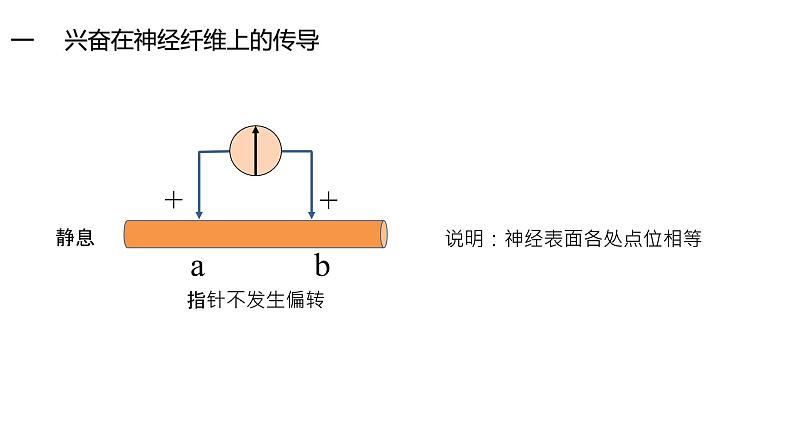 2.3 神经冲动的产生和传导（第1课时）第8页