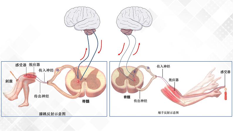 2.4 神经系统的分级调节-高中生物 课件+练习（人教版2019 选择性必修1）05