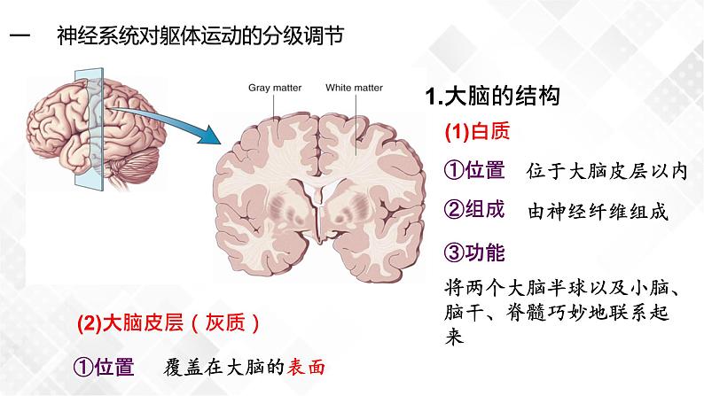 2.4 神经系统的分级调节-高中生物 课件+练习（人教版2019 选择性必修1）06