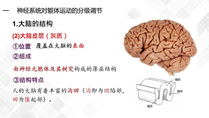 2.4 神经系统的分级调节-高中生物 课件+练习（人教版2019 选择性必修1）07