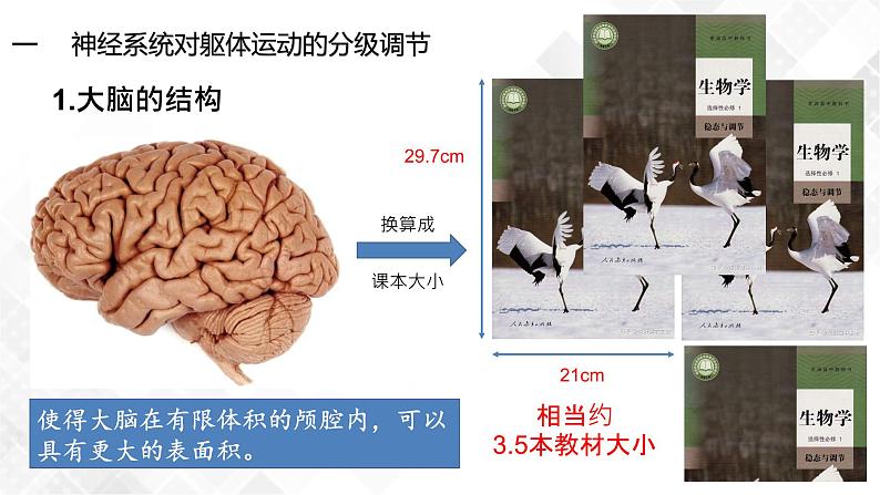 2.4 神经系统的分级调节-高中生物 课件+练习（人教版2019 选择性必修1）08