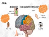 2.5 人脑的高级功能-高中生物 课件+练习（人教版2019 选择性必修1）