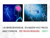 2.5 人脑的高级功能-高中生物 课件+练习（人教版2019 选择性必修1）