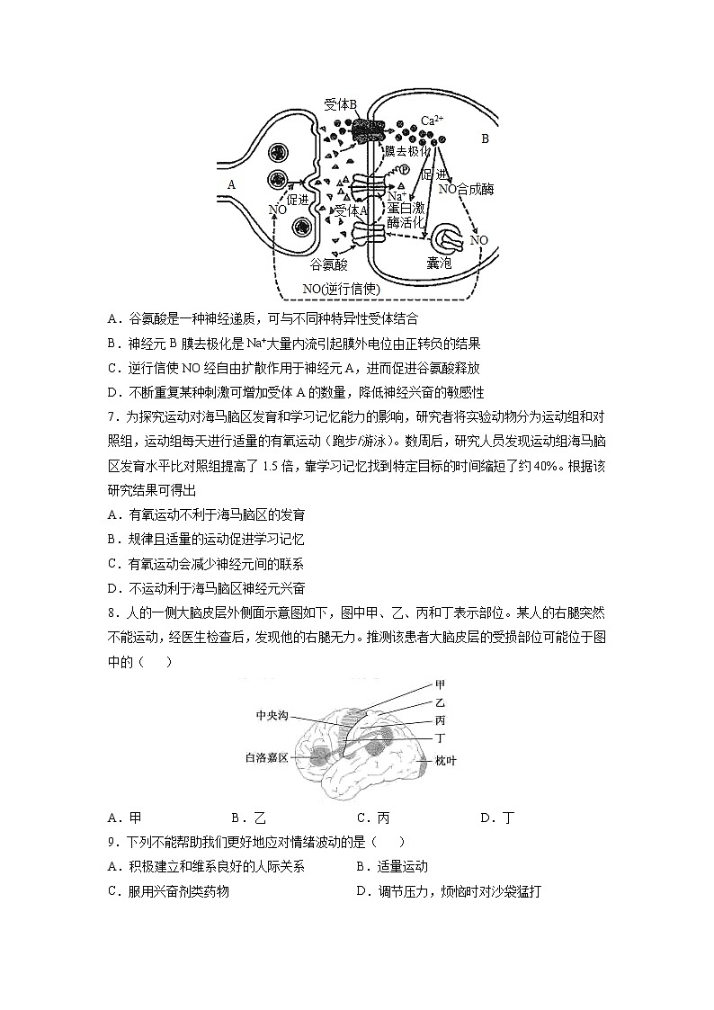 2.5 人脑的高级功能（练习题）第2页