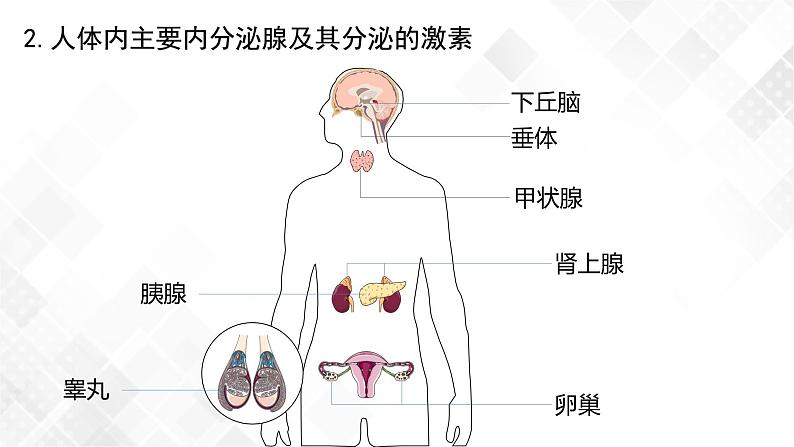 3.1 激素与内分泌系统（包含两课时）-高中生物 课件+练习（人教版2019 选择性必修1）05