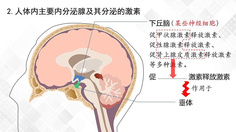 3.1 激素与内分泌系统（包含两课时）-高中生物 课件+练习（人教版2019 选择性必修1）06