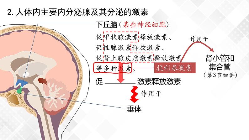 3.1 激素与内分泌系统（包含两课时）-高中生物 课件+练习（人教版2019 选择性必修1）07