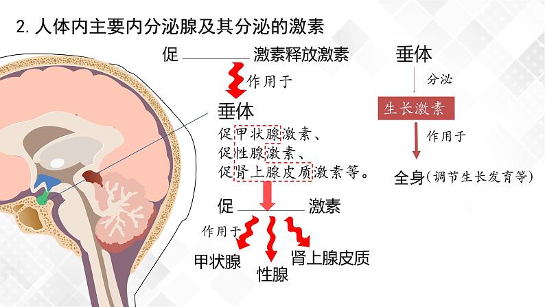 3.1 激素与内分泌系统（包含两课时）-高中生物 课件+练习（人教版2019 选择性必修1）08