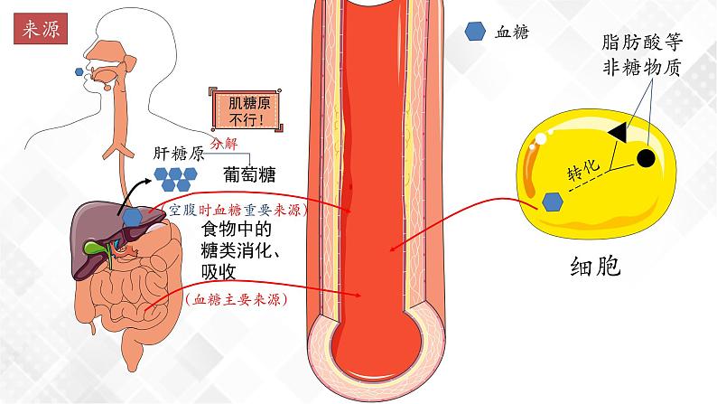 3.2 激素调节的过程（包含两课时）-高中生物 课件+练习（人教版2019 选择性必修1）06