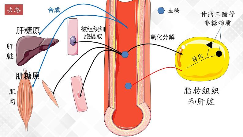 3.2 激素调节的过程（包含两课时）-高中生物 课件+练习（人教版2019 选择性必修1）07