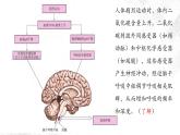 3.3 体液调节与神经调节的关系（包含两课时）-高中生物 课件+练习（人教版2019 选择性必修1）