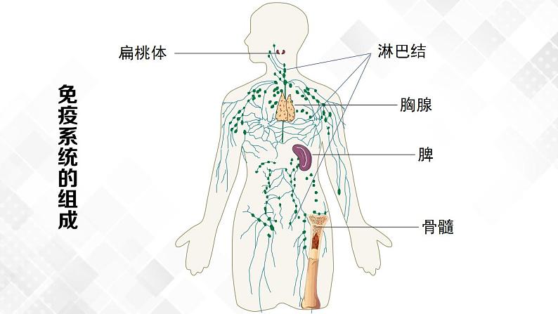 4.1 免疫系统的组成和功能（第1课时）第5页