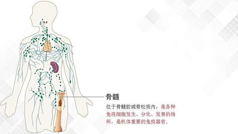 4.1 免疫系统的组成和功能（第1课时）第6页