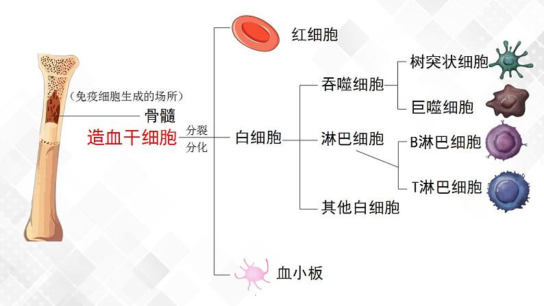 4.1 免疫系统的组成和功能（第1课时）第7页