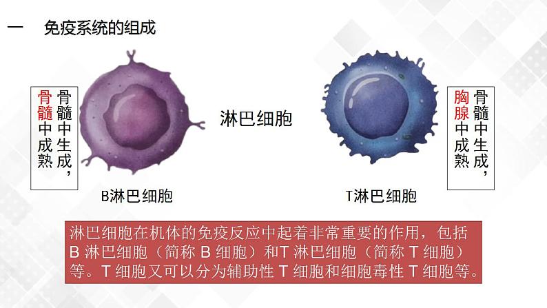 4.1 免疫系统的组成和功能（第1课时）第8页