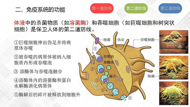 4.1 免疫系统的组成和功能（第2课时）第8页