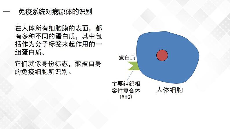 4.2 特异性免疫（包含两课时）-高中生物 课件+练习（人教版2019 选择性必修1）04