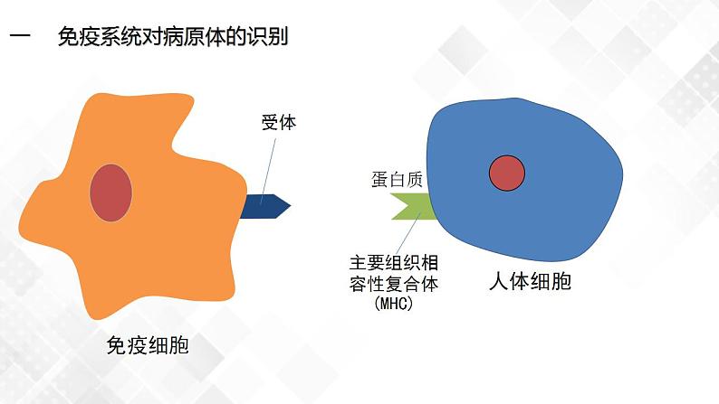 4.2 特异性免疫（包含两课时）-高中生物 课件+练习（人教版2019 选择性必修1）05