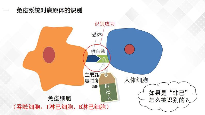 4.2 特异性免疫（包含两课时）-高中生物 课件+练习（人教版2019 选择性必修1）06