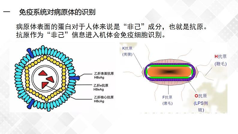 4.2 特异性免疫（包含两课时）-高中生物 课件+练习（人教版2019 选择性必修1）07