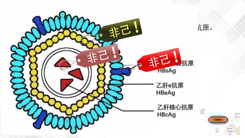 2 特异性免疫(包含两课时)-高中生物 课件 练习(人教版2019 选择性