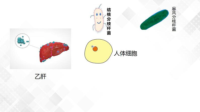 4.2 特异性免疫（包含两课时）-高中生物 课件+练习（人教版2019 选择性必修1）04