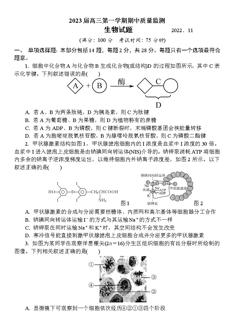 2023南通通州区高三上学期期中质量监测生物试卷01