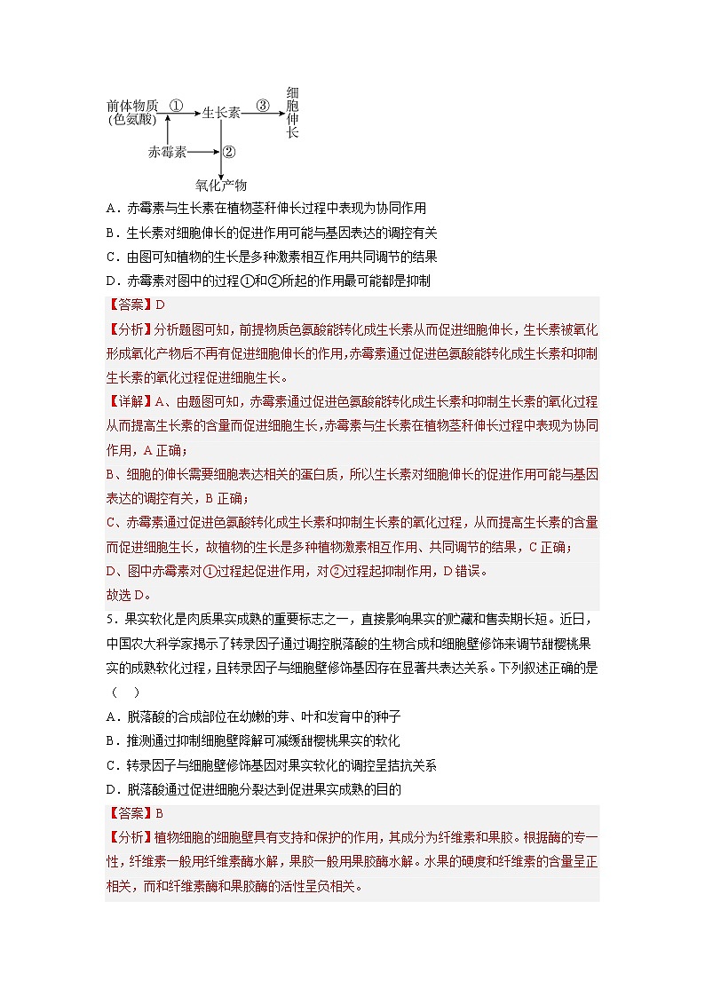 5.2 其他植物激素-高中生物 课件+练习（人教版2019 选择性必修1）03